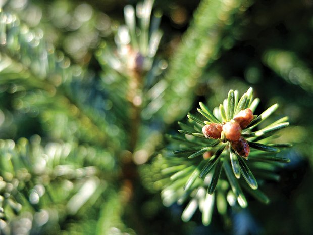 Budding holiday fir in North Side