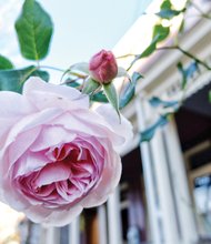 A rose blooms in Jackson Ward