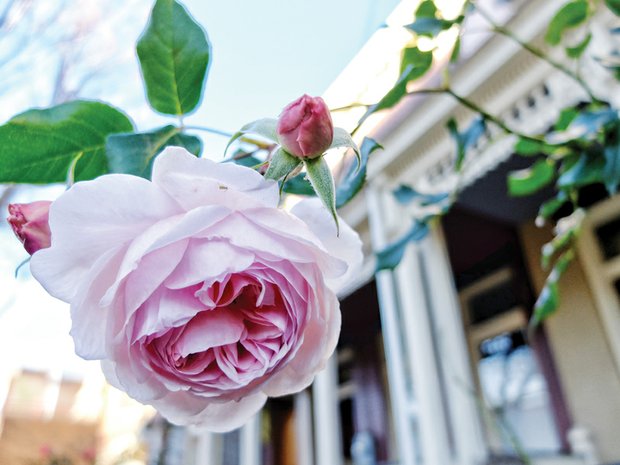 A rose blooms in Jackson Ward