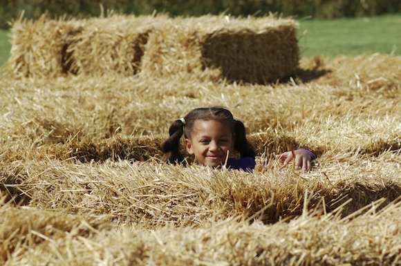 Some leaders will search for the needle in the haystack – and find it! Others will take an entire haystack ...