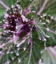 Ornamental cabbage in the West End