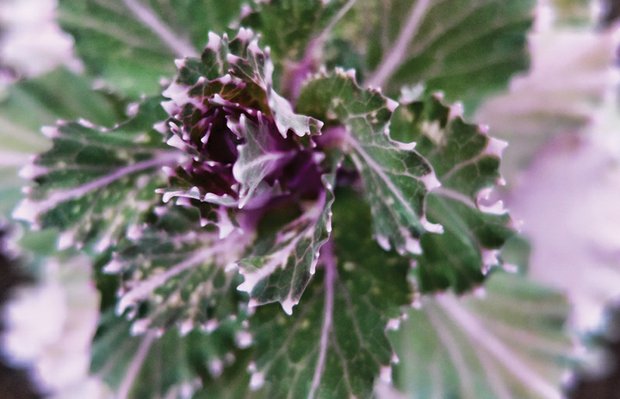 Ornamental cabbage in the West End