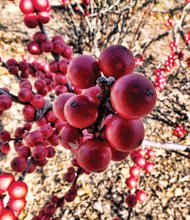 Red berries in Downtown