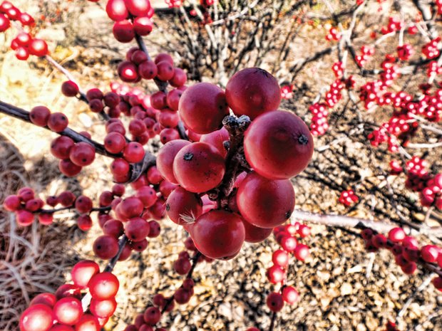 Red berries in Downtown