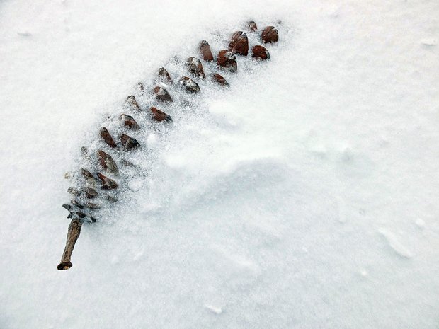 Snow-covered pine cone in the West End