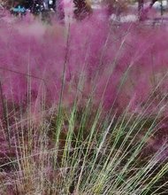 Vibrant ornamental grass Downtown