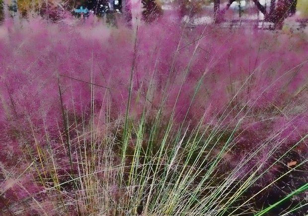 Vibrant ornamental grass Downtown