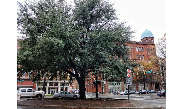 The live oak tree that fills the site of the planned Maggie L. Walker statue and plaza has been the center of debate and controversy. Location: Adams and broad streets in Downtown.