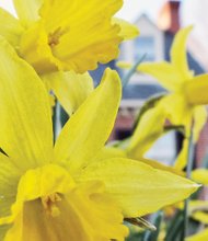 Daffodils in South Side