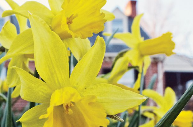 Daffodils in South Side