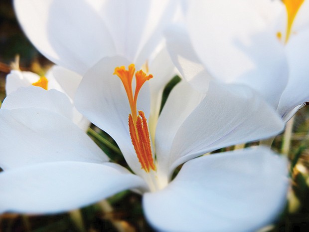 Crocus bloom in Capitol Square