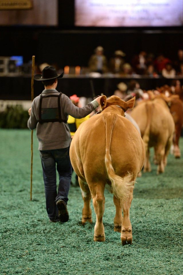 2016 Houston Livestock Show And Rodeo Proves Fourth Largest City Is Rooted In Western Tradition