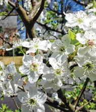 Bradford pear tree in North Side