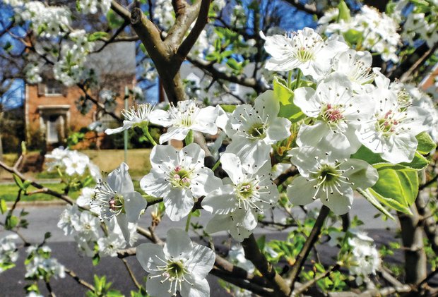 Bradford pear tree in North Side