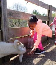 Here, try this // Harmony Cree, 6, feeds a hungry goat Wednesday at Maymont as Briel Johnson, 2, and Disten Epps, 3, follow behind with their animal feed. Children and their families are enjoying the park in the West End as the weather warms. Maymont is expected to be filled this weekend when it will host the annual Dominion Family Easter. Story, B4.