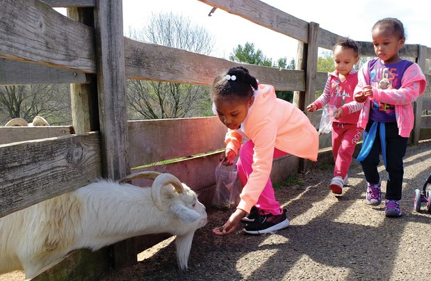 Here, try this // Harmony Cree, 6, feeds a hungry goat Wednesday at Maymont as Briel Johnson, 2, and Disten Epps, 3, follow behind with their animal feed. Children and their families are enjoying the park in the West End as the weather warms. Maymont is expected to be filled this weekend when it will host the annual Dominion Family Easter. Story, B4.