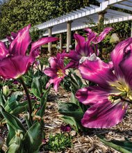 Giant tulips in Maymont