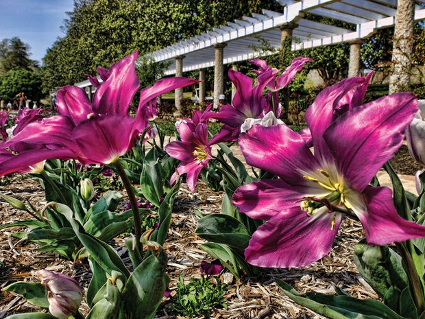 Giant tulips in Maymont