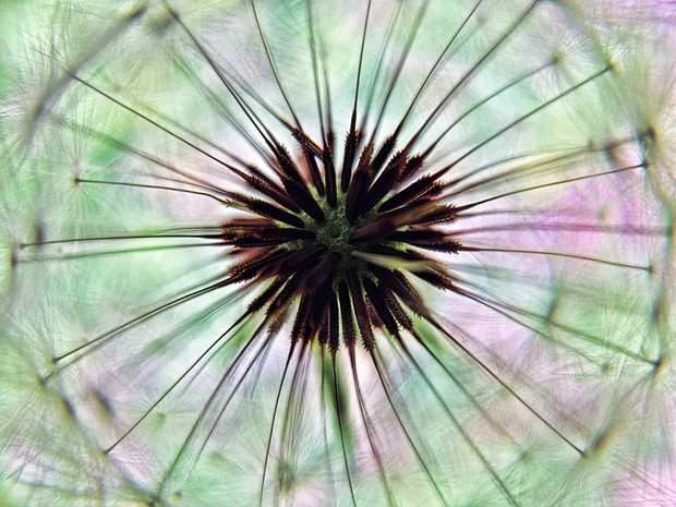 Dandelion