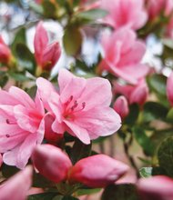 Azaleas in North Side