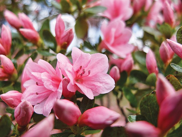 Azaleas in North Side