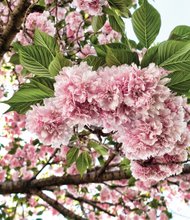 Crab apple tree blossoms