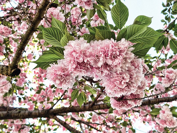 Crab apple tree blossoms