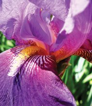 An iris bloom in North Side