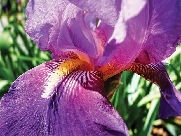An iris bloom in North Side