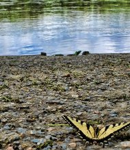 Swallowtail butterfly at Huguenot Flatwater Park