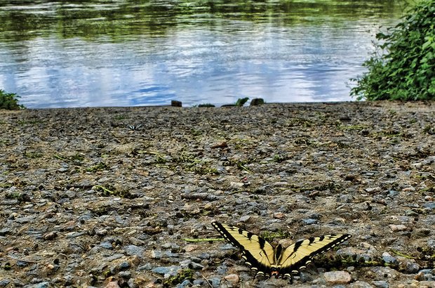 Swallowtail butterfly at Huguenot Flatwater Park