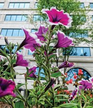 Petunias in Downtown 