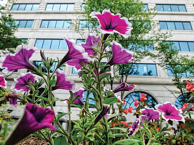 Petunias in Downtown 