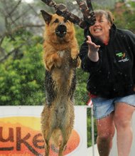 Rain-filled skies couldn’t dampen the annual Dominion Riverrock on Brown’s Island. The weekend sports and music festival offered an array of outdoor activities for people and doggy friends. Gina Johnston and Falco competed for top honors in the dog-leaping competition. Sponsored by utility giant Dominion, the event promotes Richmond’s riverfront, downtown trails and whitewater rapids.