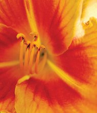 Daylily in North Side