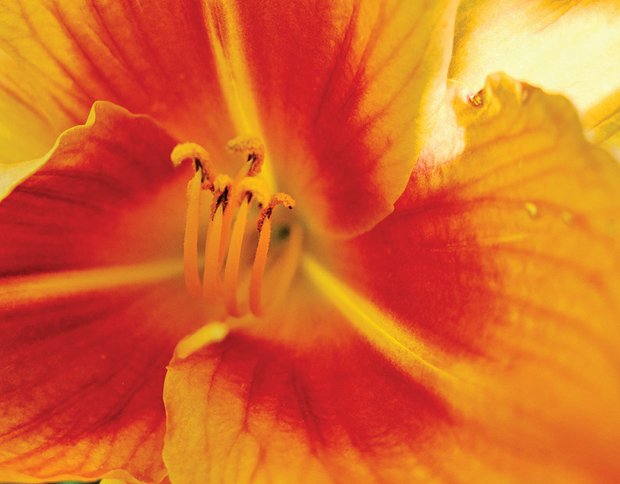 Daylily in North Side