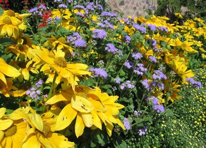 Grow a beautiful flower garden with minimal care by investing a bit of time at the start of the season ... Grow a beautiful flower garden with minimal care by investing a bit of time at the start of the season ...
