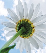 Sun-loving daisy in West End