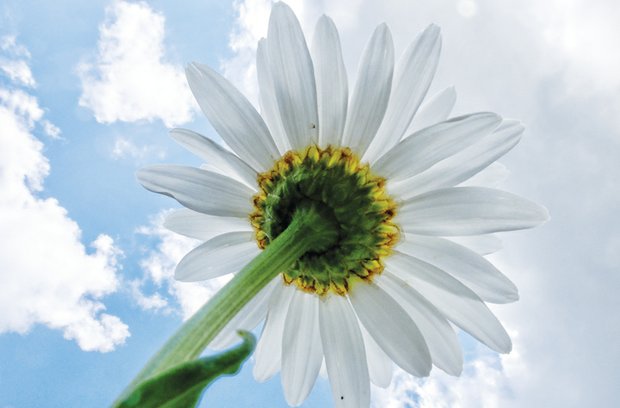 Sun-loving daisy in West End