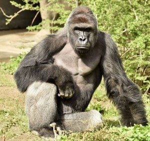 In her 49 years, Josephine the gorilla survived being placed into a zoo from the wild; cataract surgery; and, of … In her 49 years, Josephine the gorilla survived being placed into a zoo from the wild; cataract surgery; and, of …