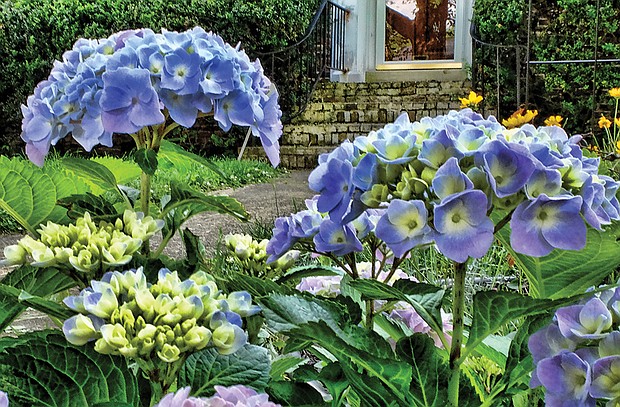 Hydrangeas in North Side