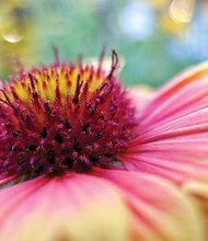 Cone flower in the West End