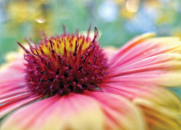 Cone flower in the West End