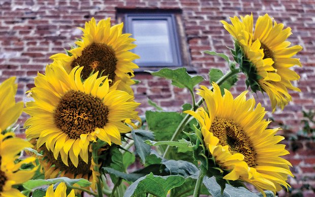 Vibrant sunflowers Downtown