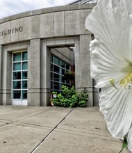 Giant hibiscus at Oliver Hill Courts Building