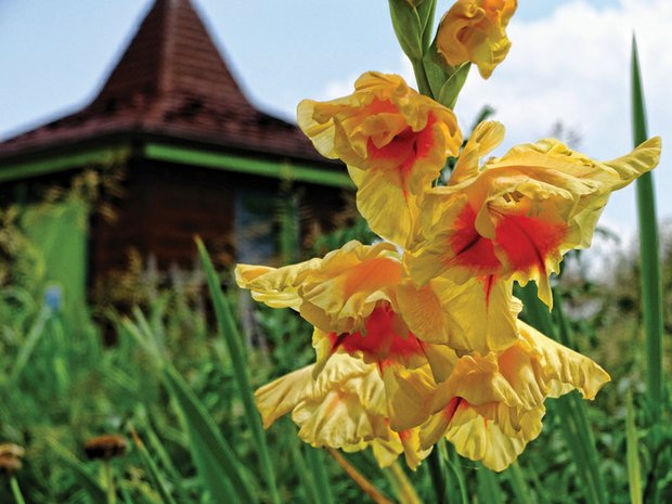 Gladiolas in the East End