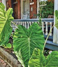 Elephant ear plant in Church Hill