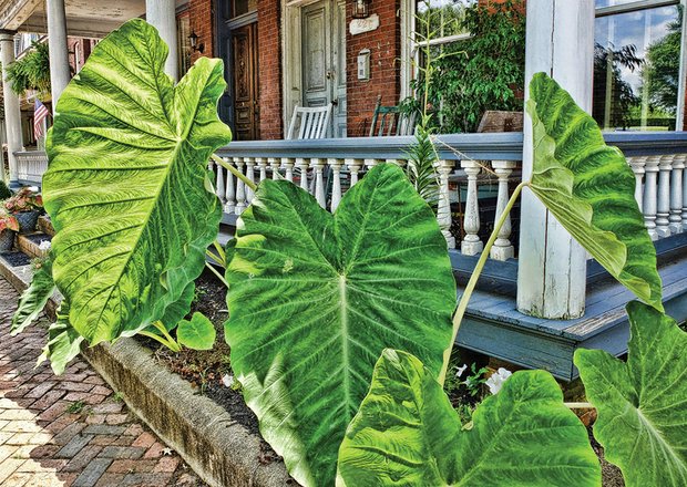 Elephant ear plant in Church Hill