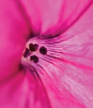 Close-up of a petunia in Downtown 