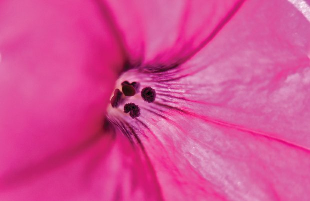 Close-up of a petunia in Downtown 